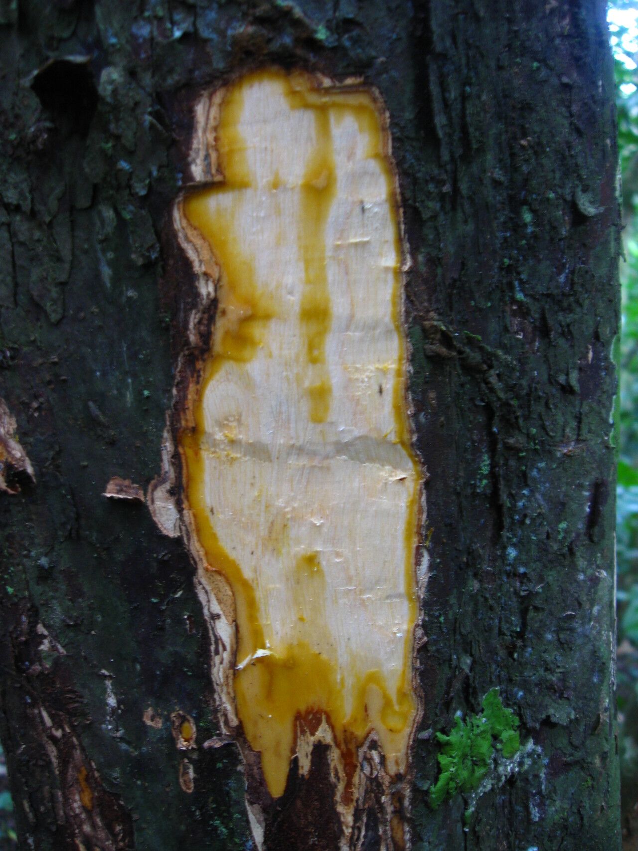 Diospyros physocalycina bark