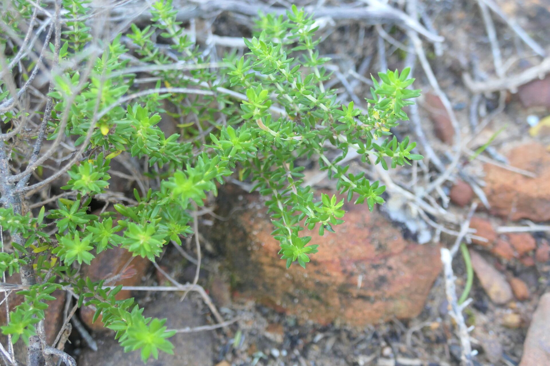 Agathosma capensis habit