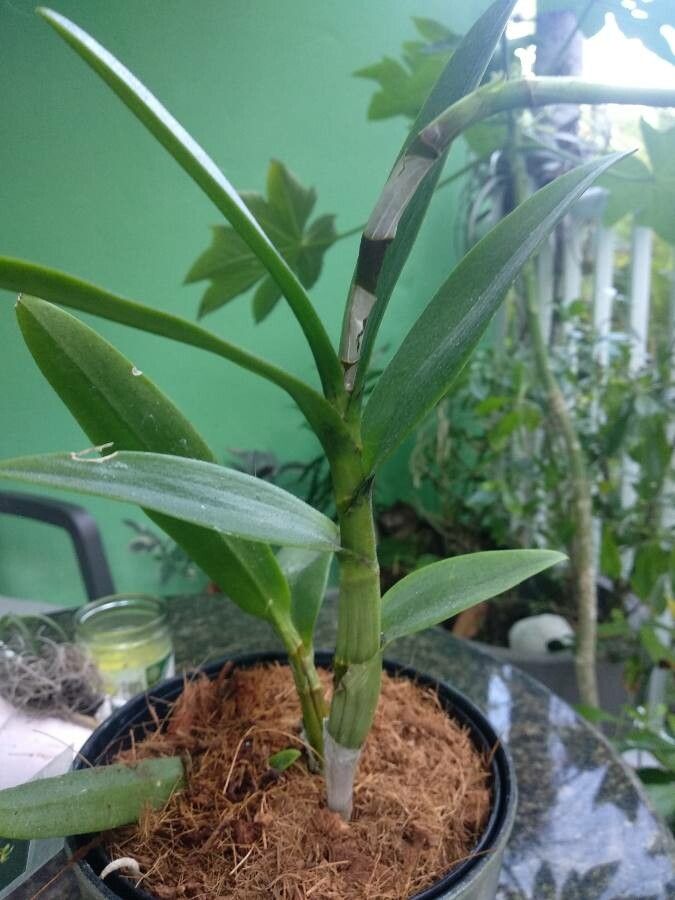 Dendrobium spp. leaf