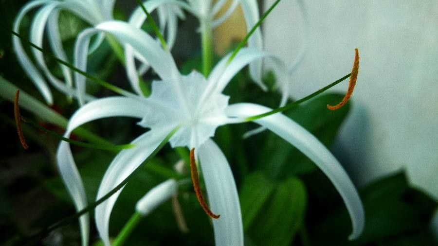 Hymenocallis tubiflora flower