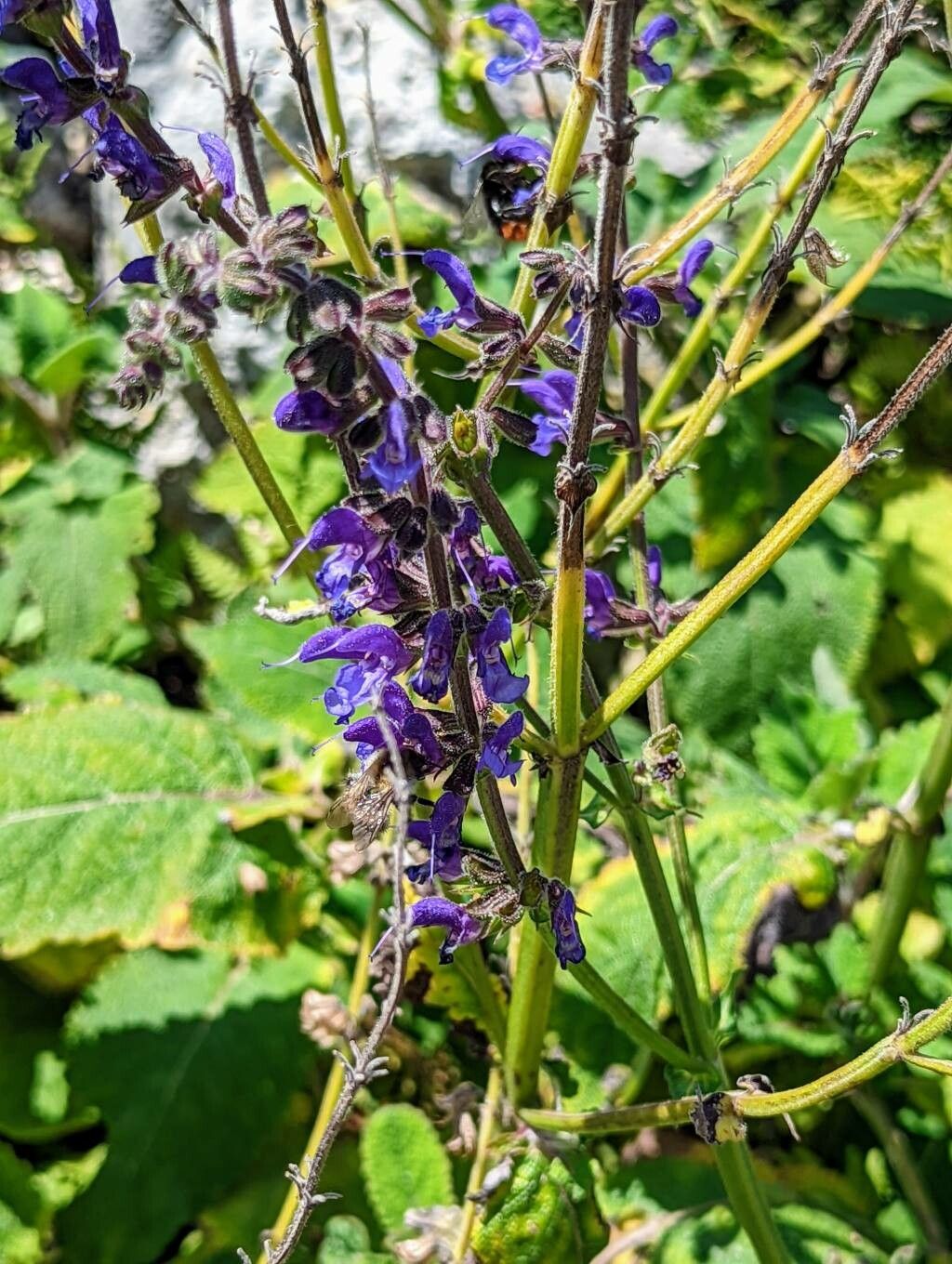 Salvia transsylvanica flower
