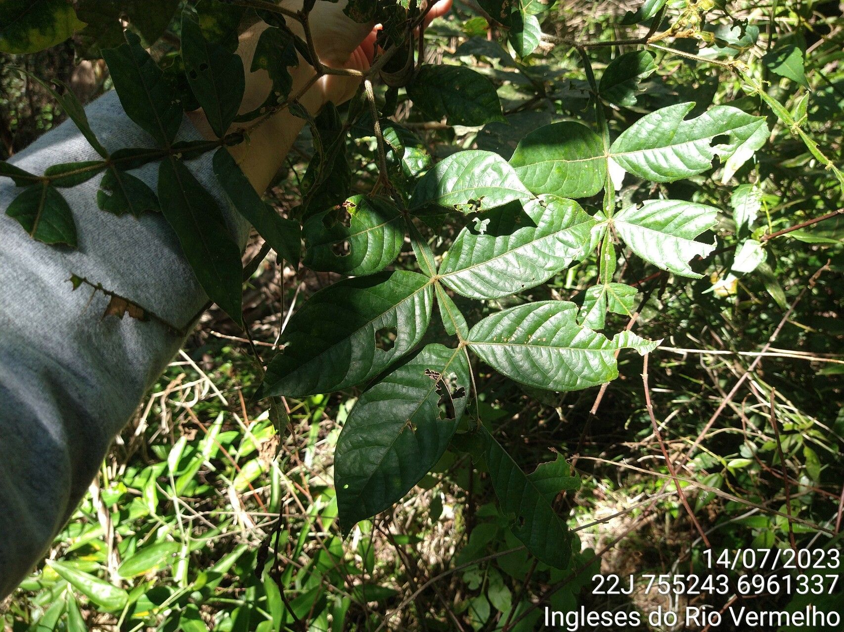 Inga subnuda — houseplant care guide