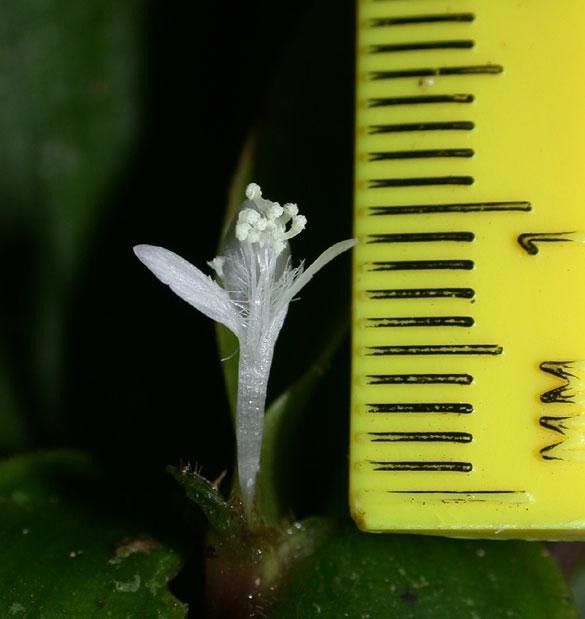 Tradescantia schippii flower