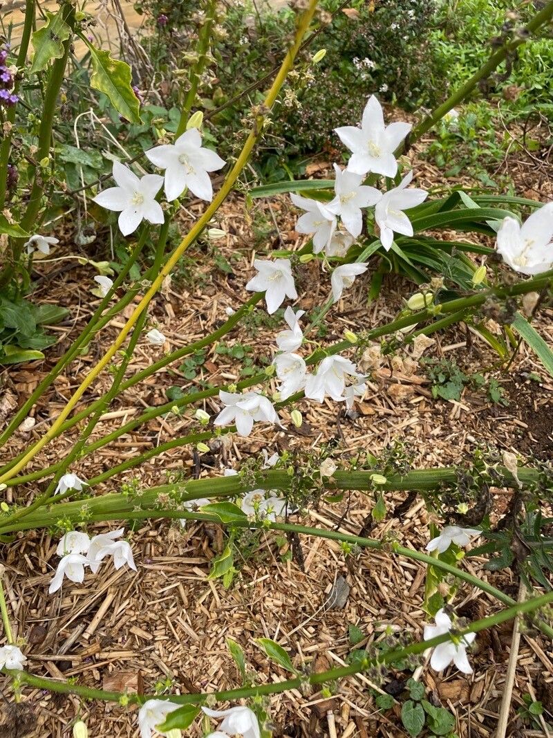 Campanula pyramidalis leaf