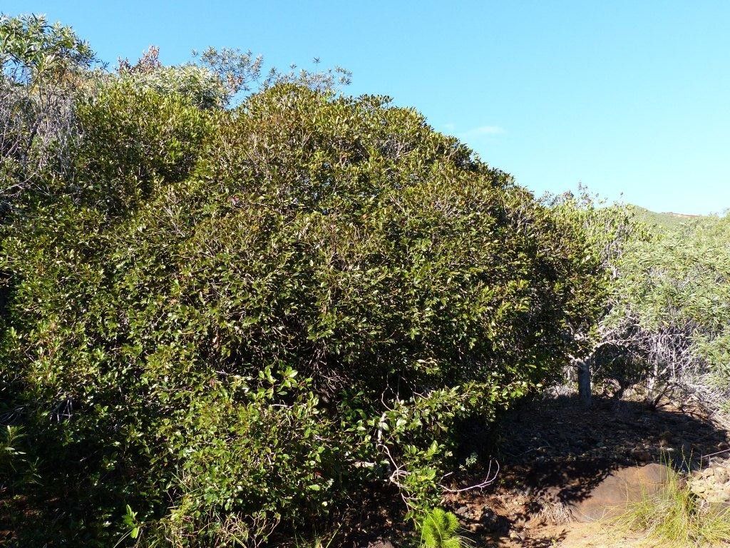 Syzygium pterocalyx habit