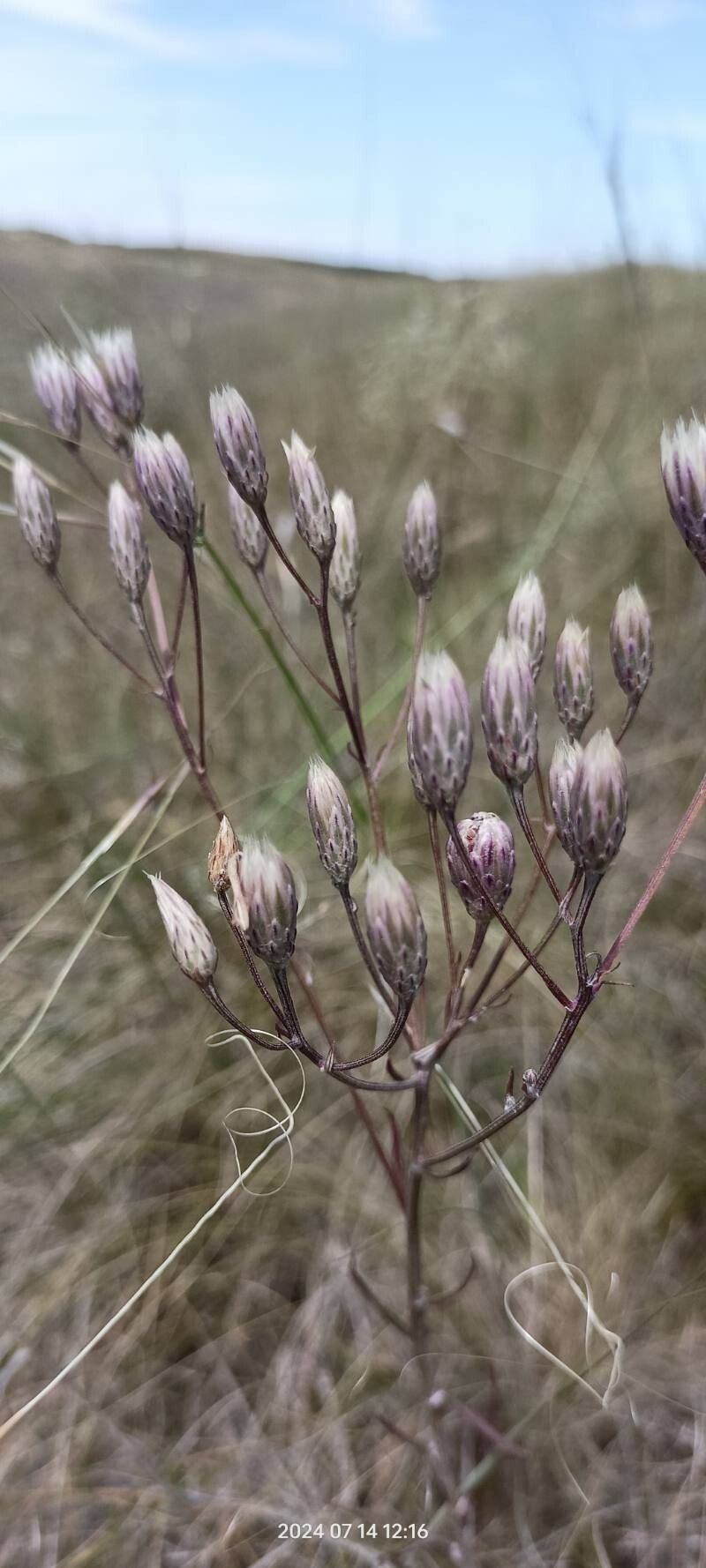 Jurinea multiflora flower