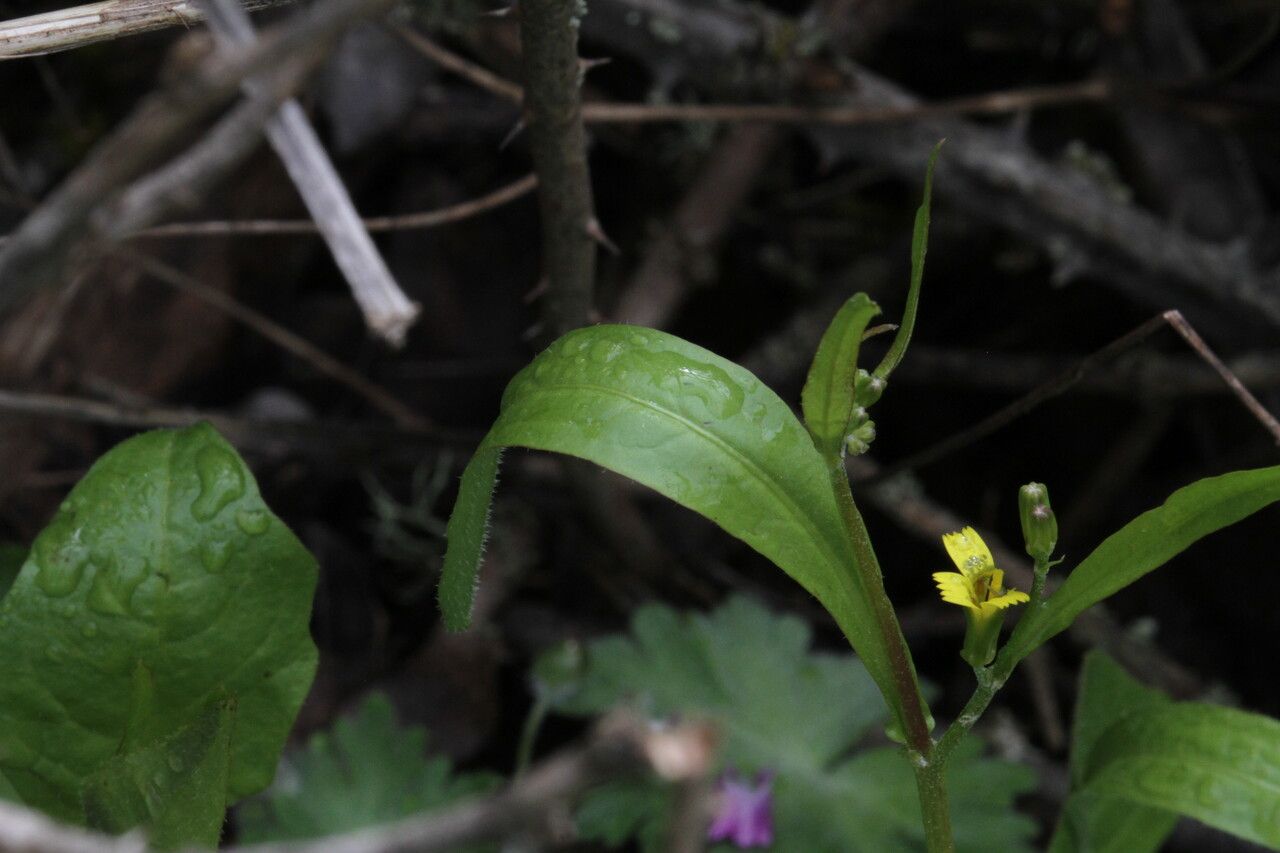 Rhagadiolus stellatus leaf