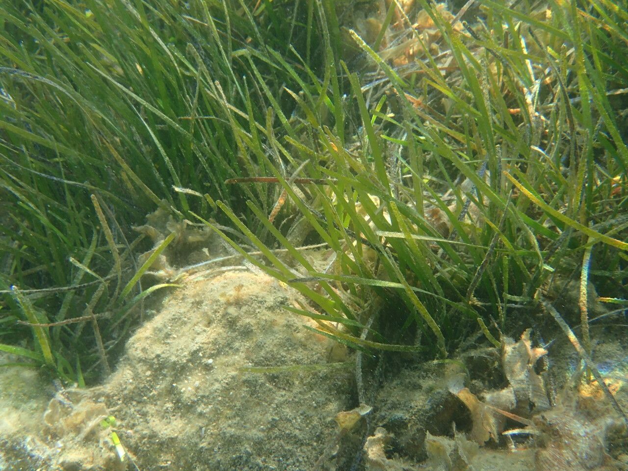 Cymodocea nodosa habit