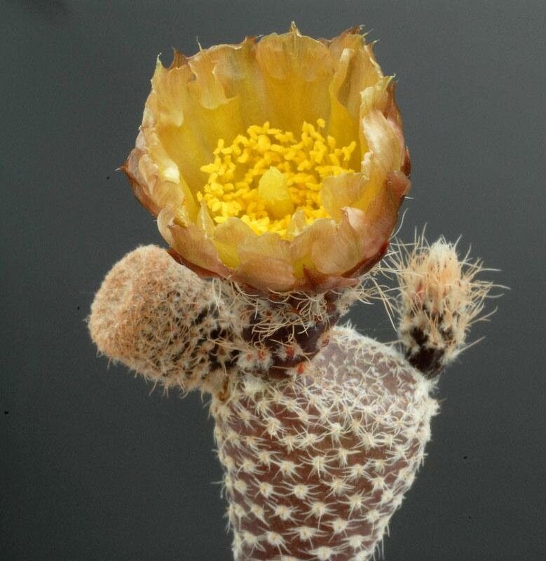 Maihueniopsis clavarioides — search result for 'Opuntia'