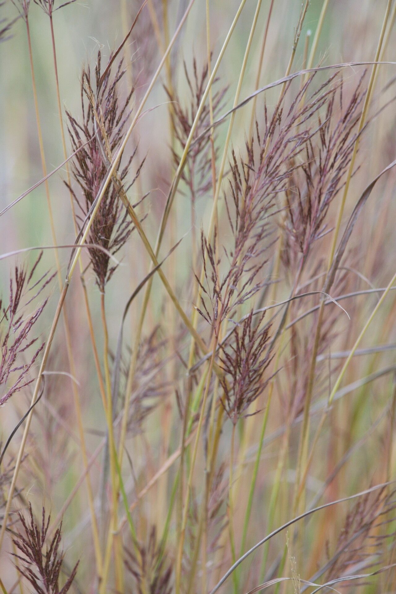 Bothriochloa bladhii flower