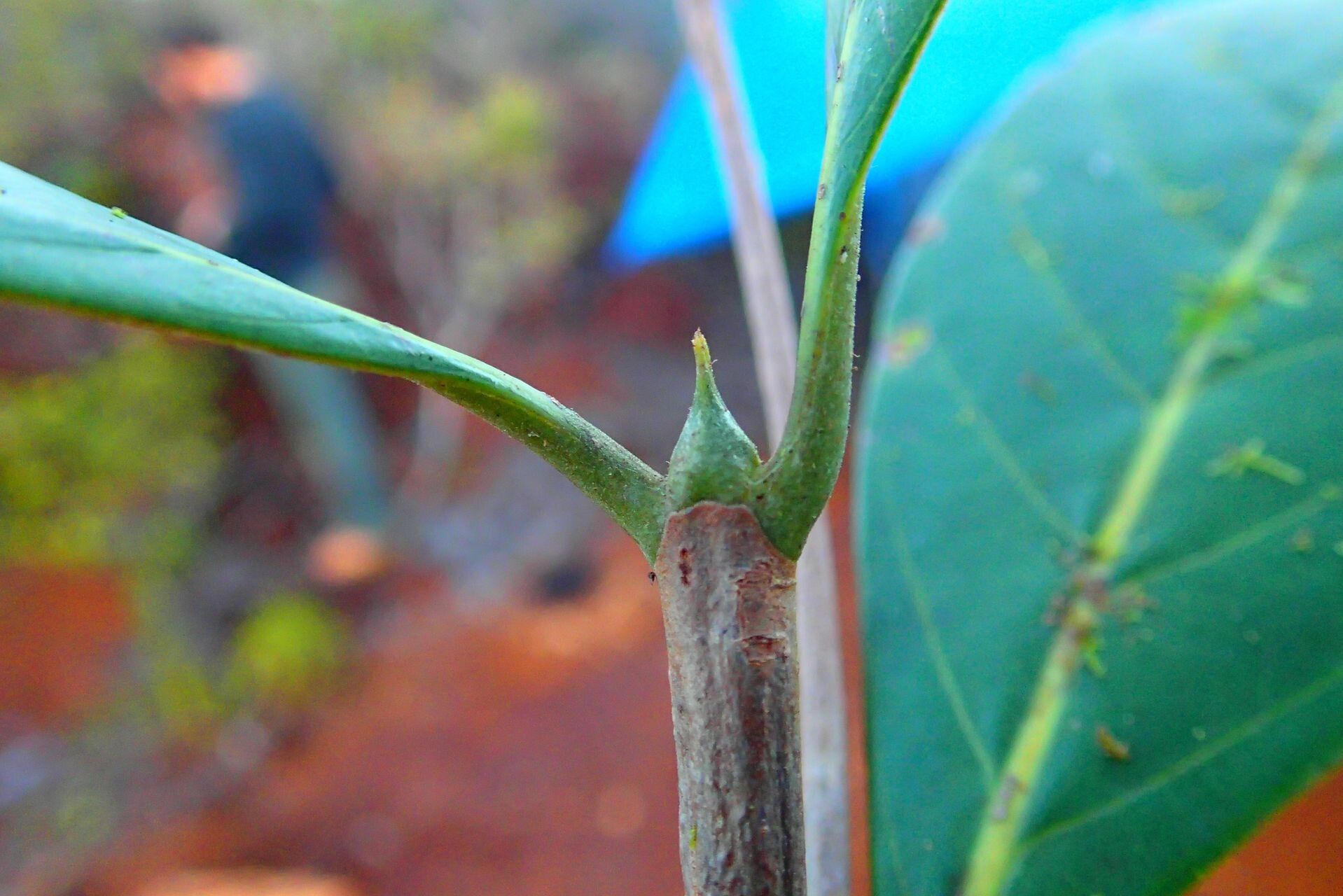 Guettarda heterosepala bark