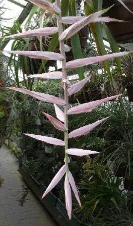 Tillandsia mirabilis habit
