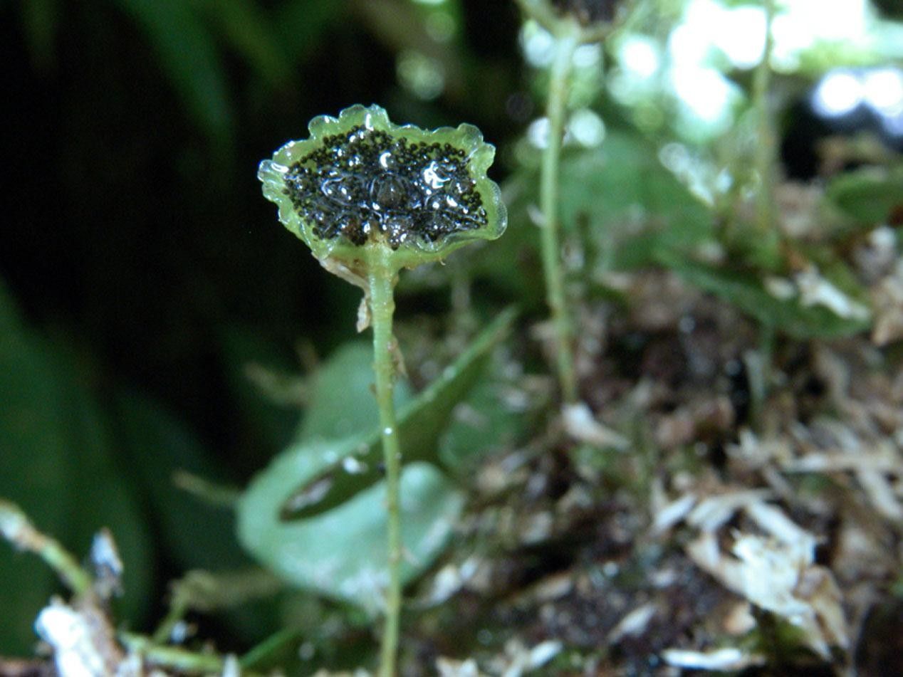 Elaphoglossum peltatum flower
