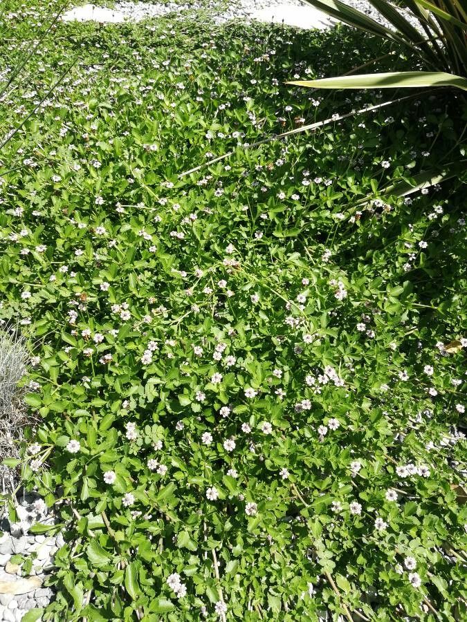 Phyla canescens leaf