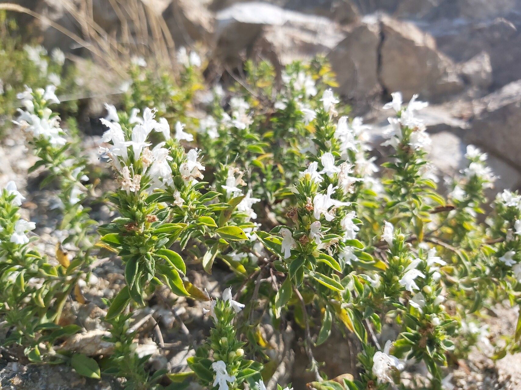 Satureja pilosa flower