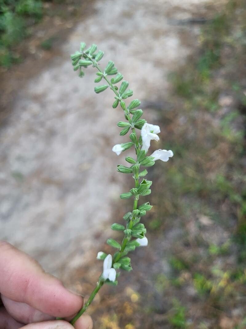 Salvia reflexa flower