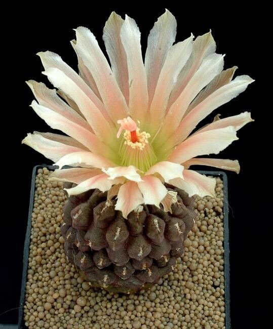 Eriosyce fulva — houseplant care guide