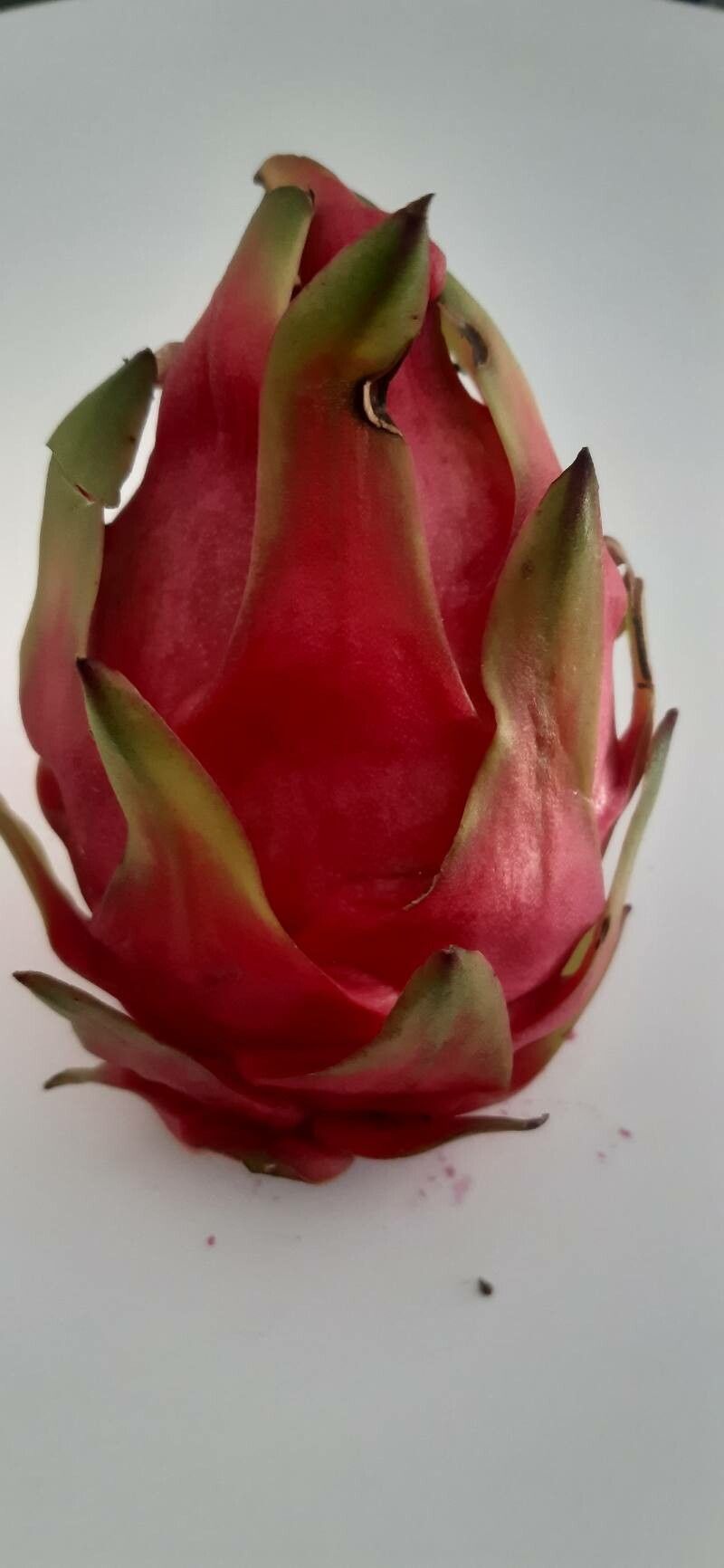 Selenicereus ocamponis fruit