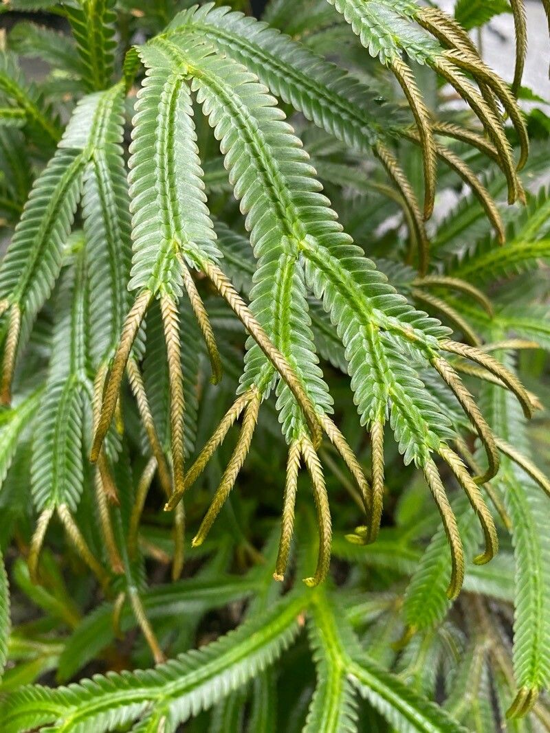 Selaginella magnifica — houseplant care guide