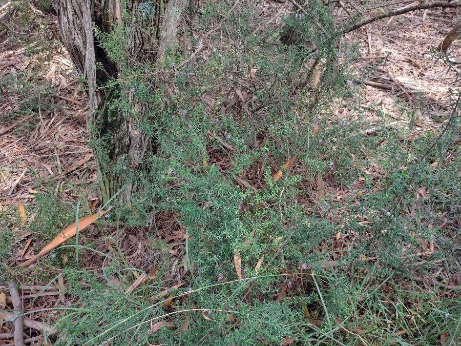 Prostanthera scutellarioides habit