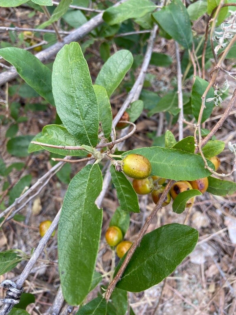 Vitex gardneriana — search result for 'Vitex'