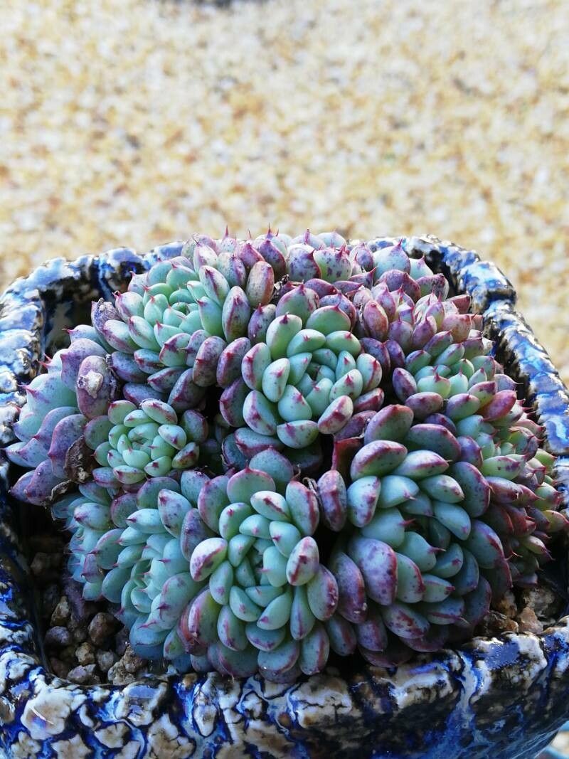 Echeveria minima — search result for 'Echeveria'