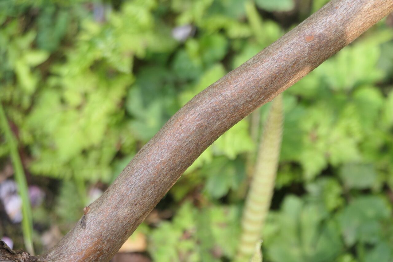 Rhododendron huanum bark