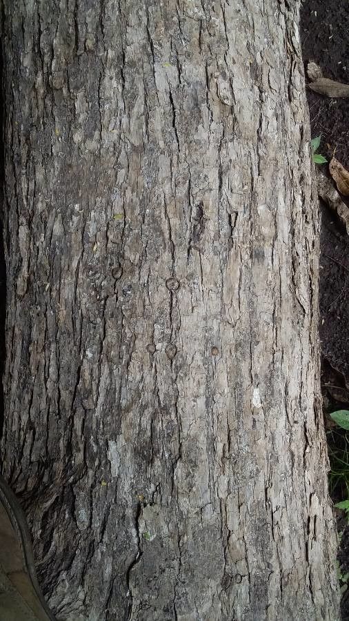 Dalbergia retusa bark