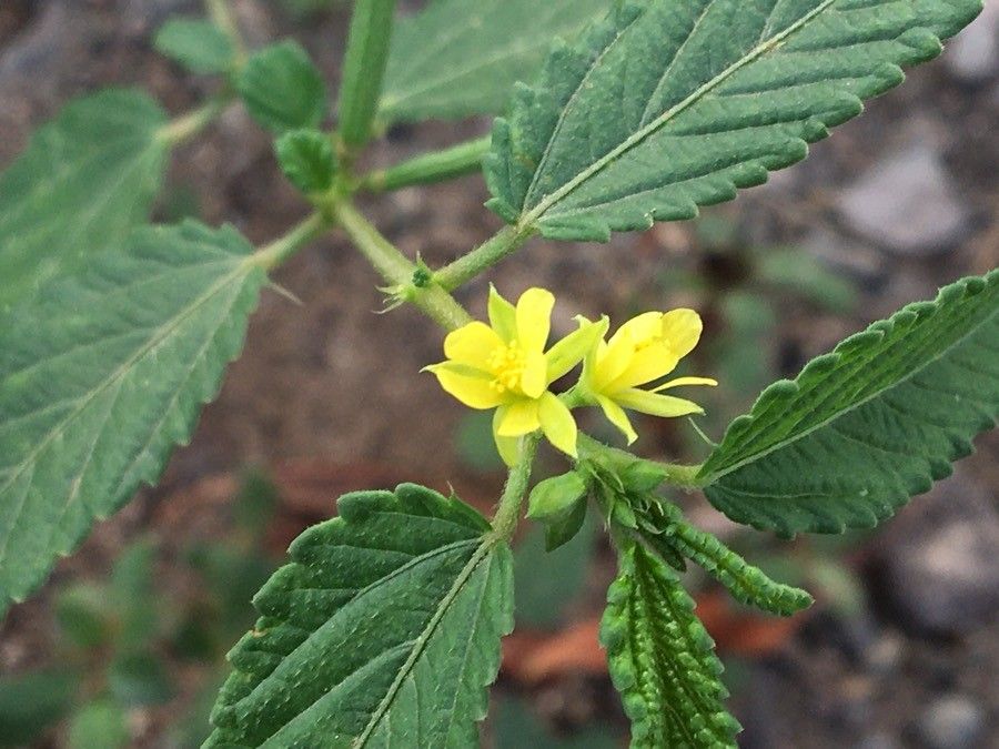 Corchorus hirtus flower