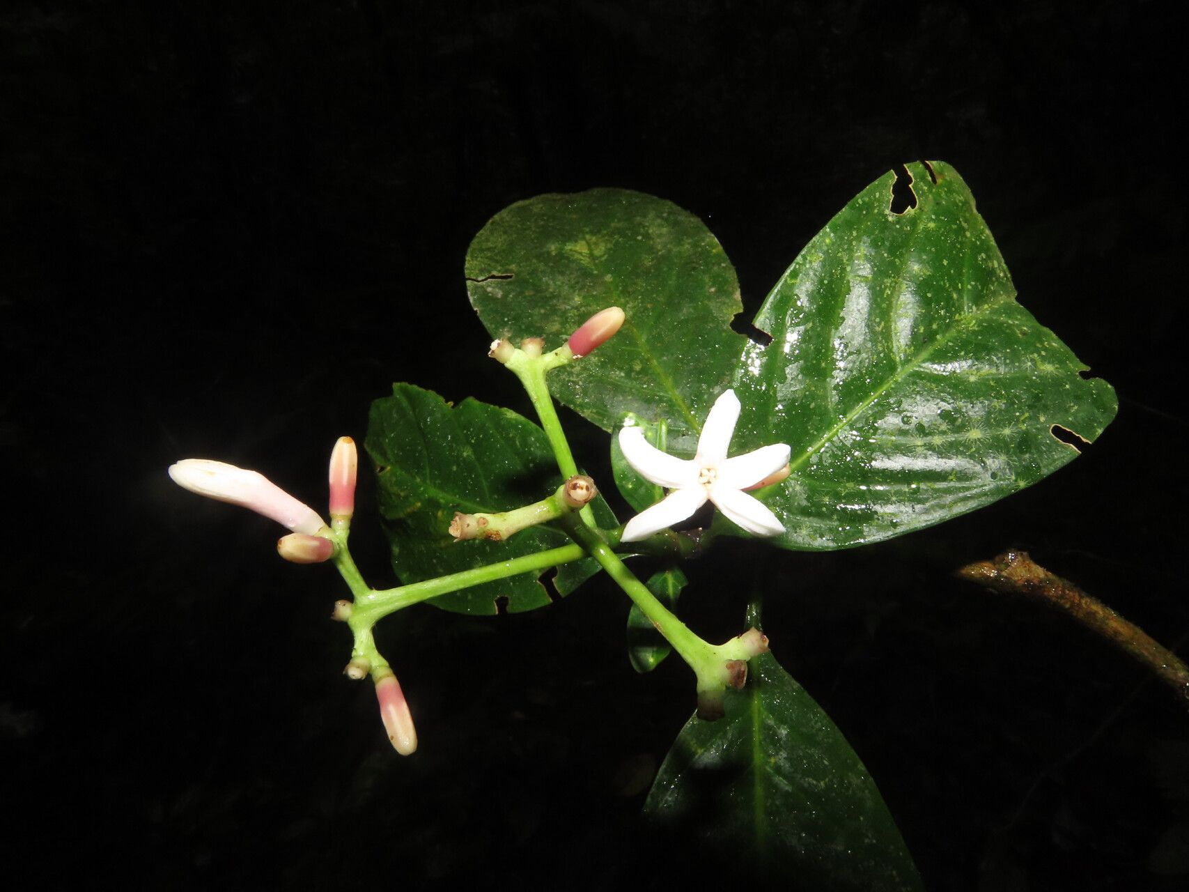 Palicourea psychotrioides — houseplant care guide