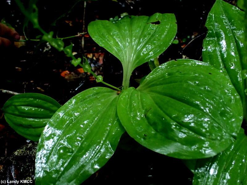 Liparis sambiranoensis — houseplant care guide