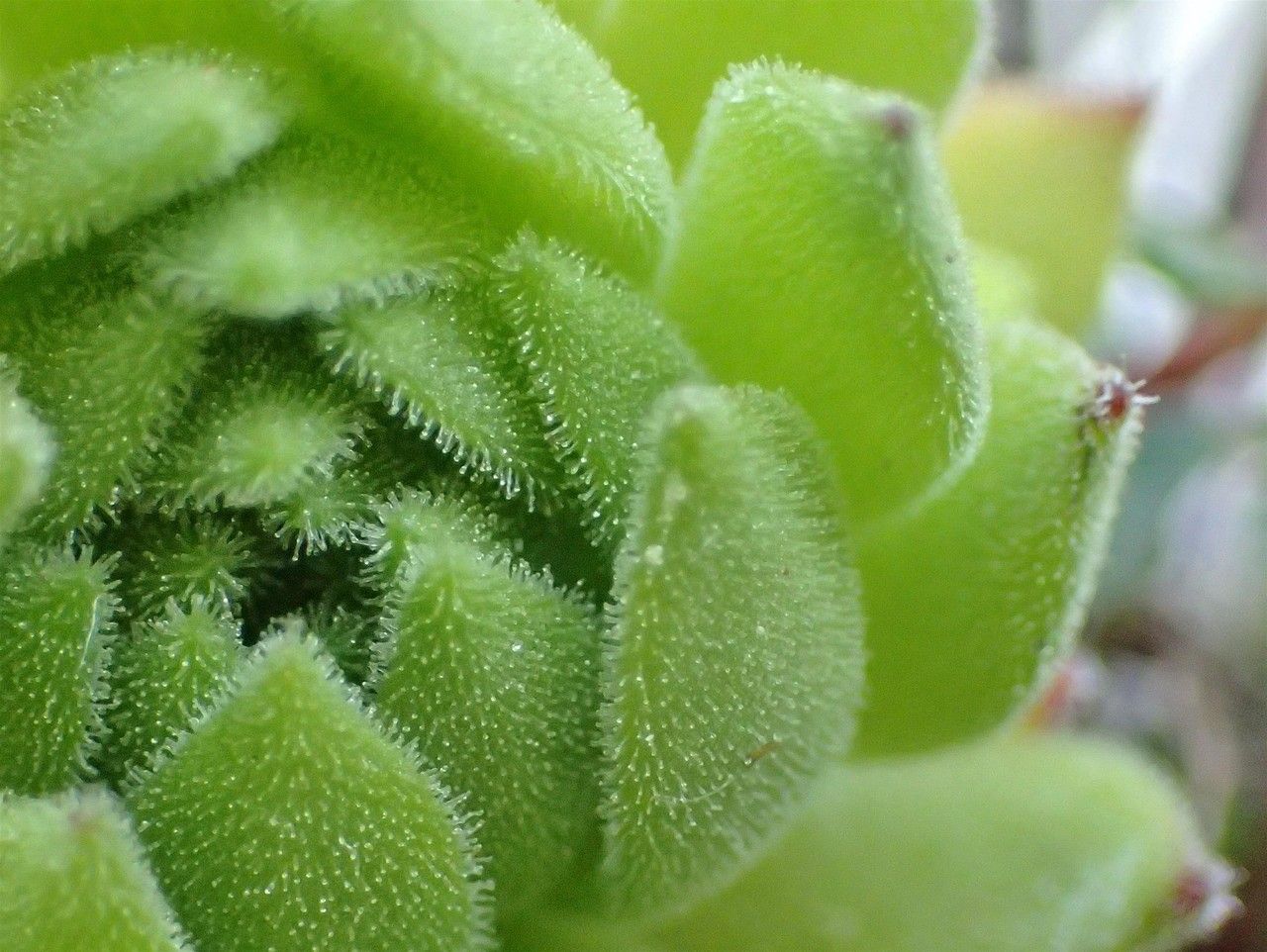 Sempervivum montanum fruit