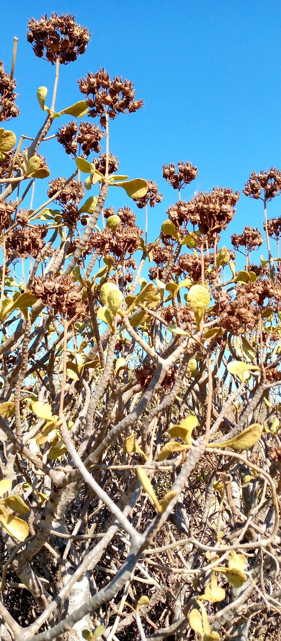 Kalanchoe arborescens — houseplant care guide