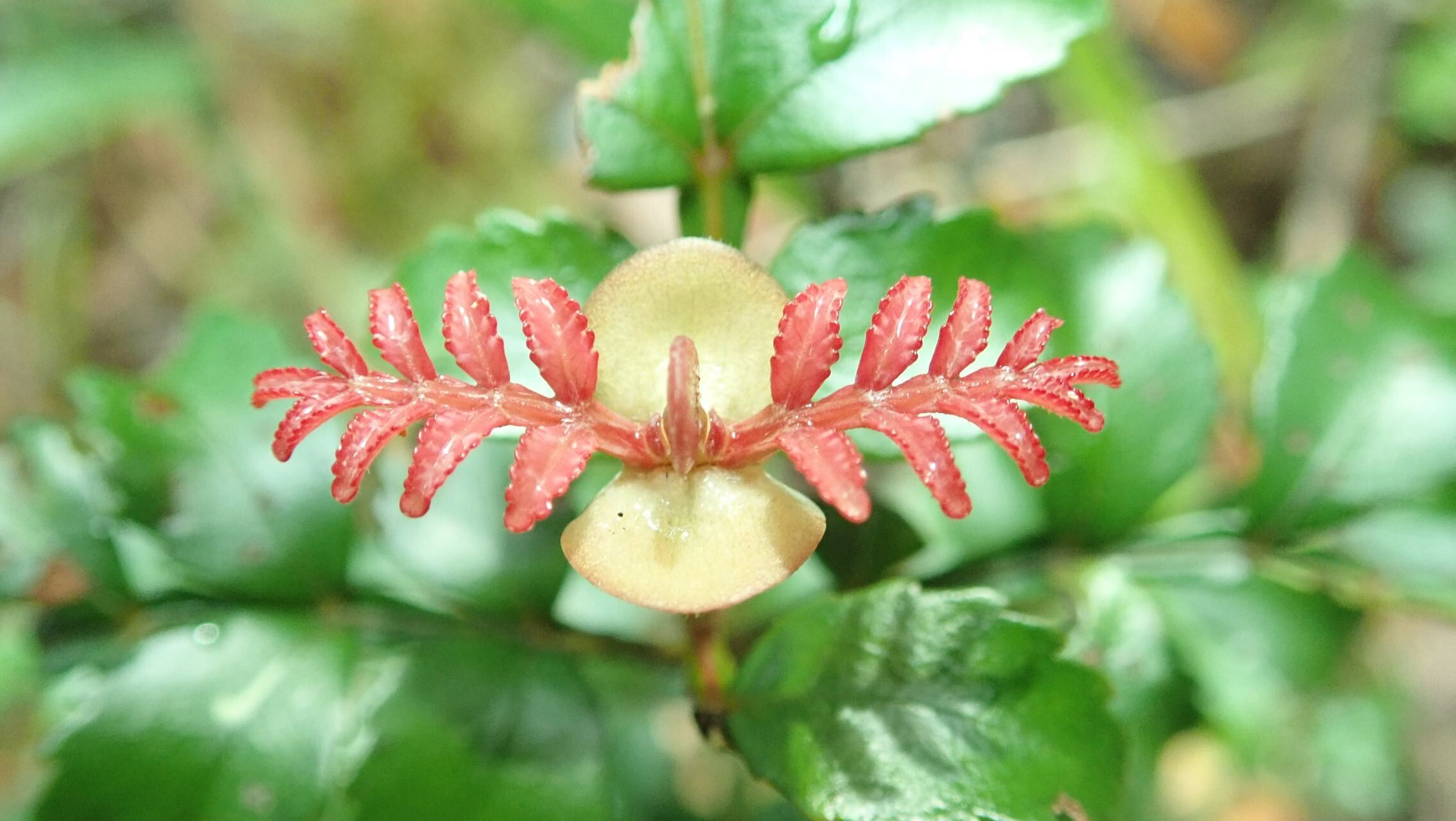 Cunonia montana flower