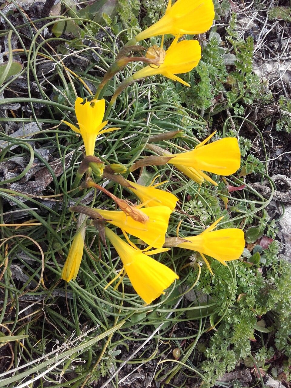 Narcissus bulbocodium leaf