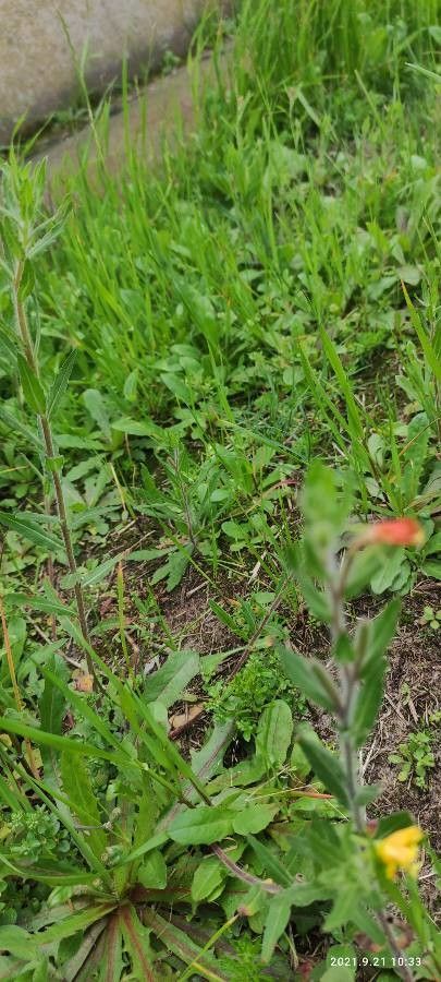 Oenothera longiflora leaf