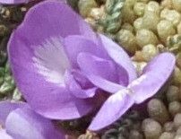 Astragalus peruvianus flower