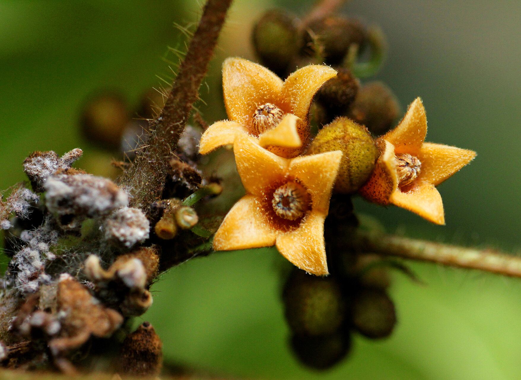 Cola marsupium flower