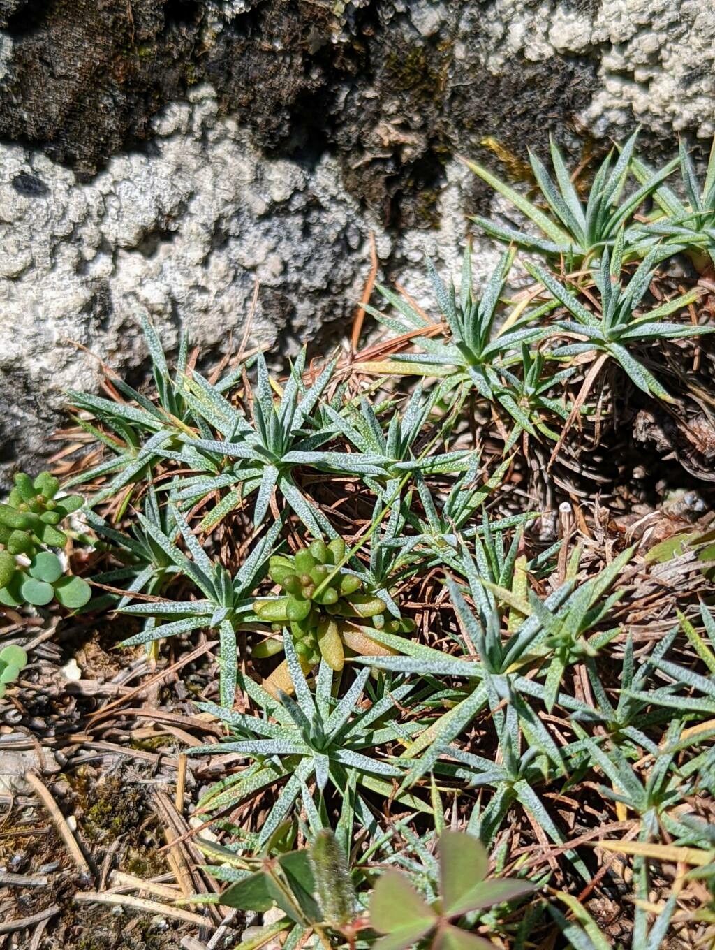 Acantholimon caryophyllaceum leaf