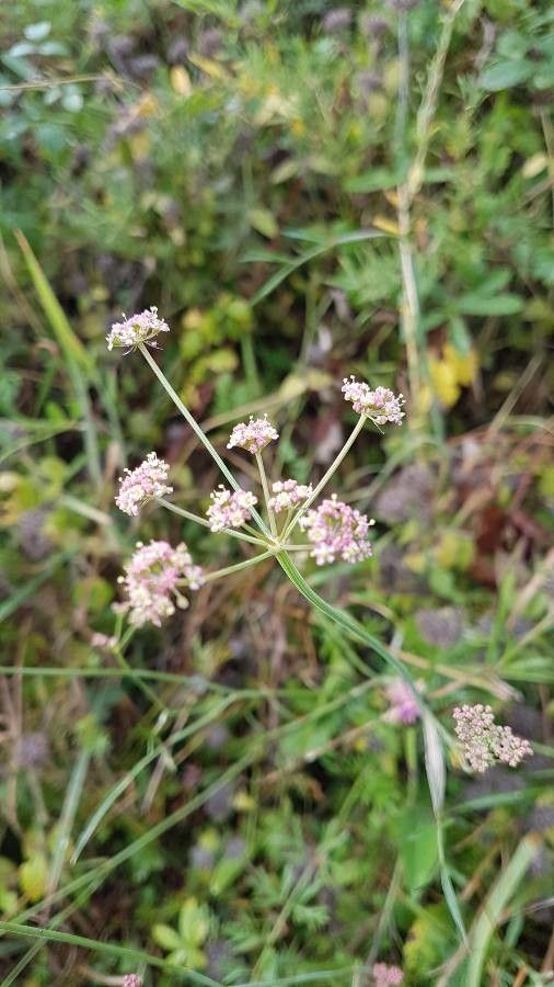 Peucedanum lancifolium flower