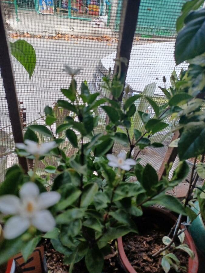 Wrightia antidysenterica flower