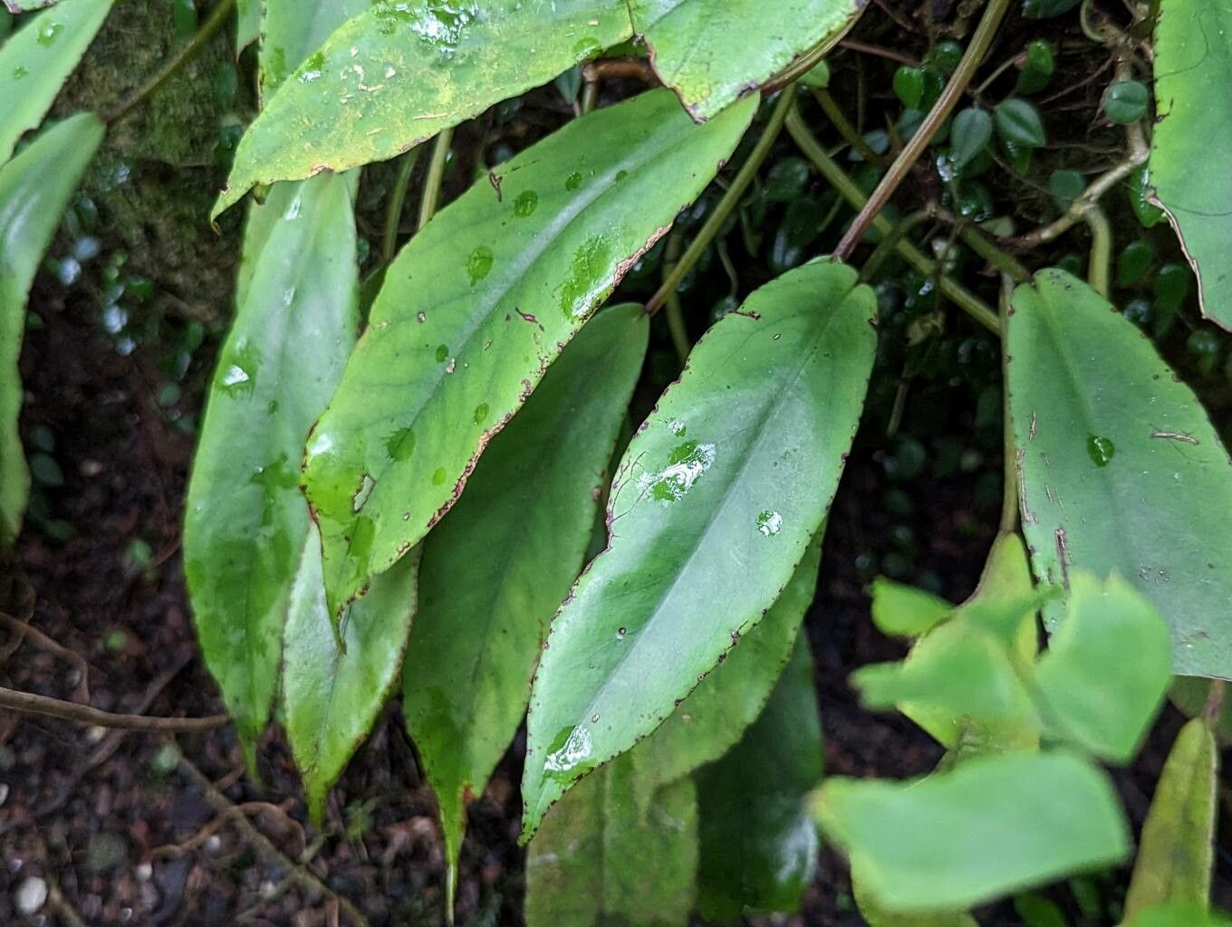 Begonia longipetiolata leaf