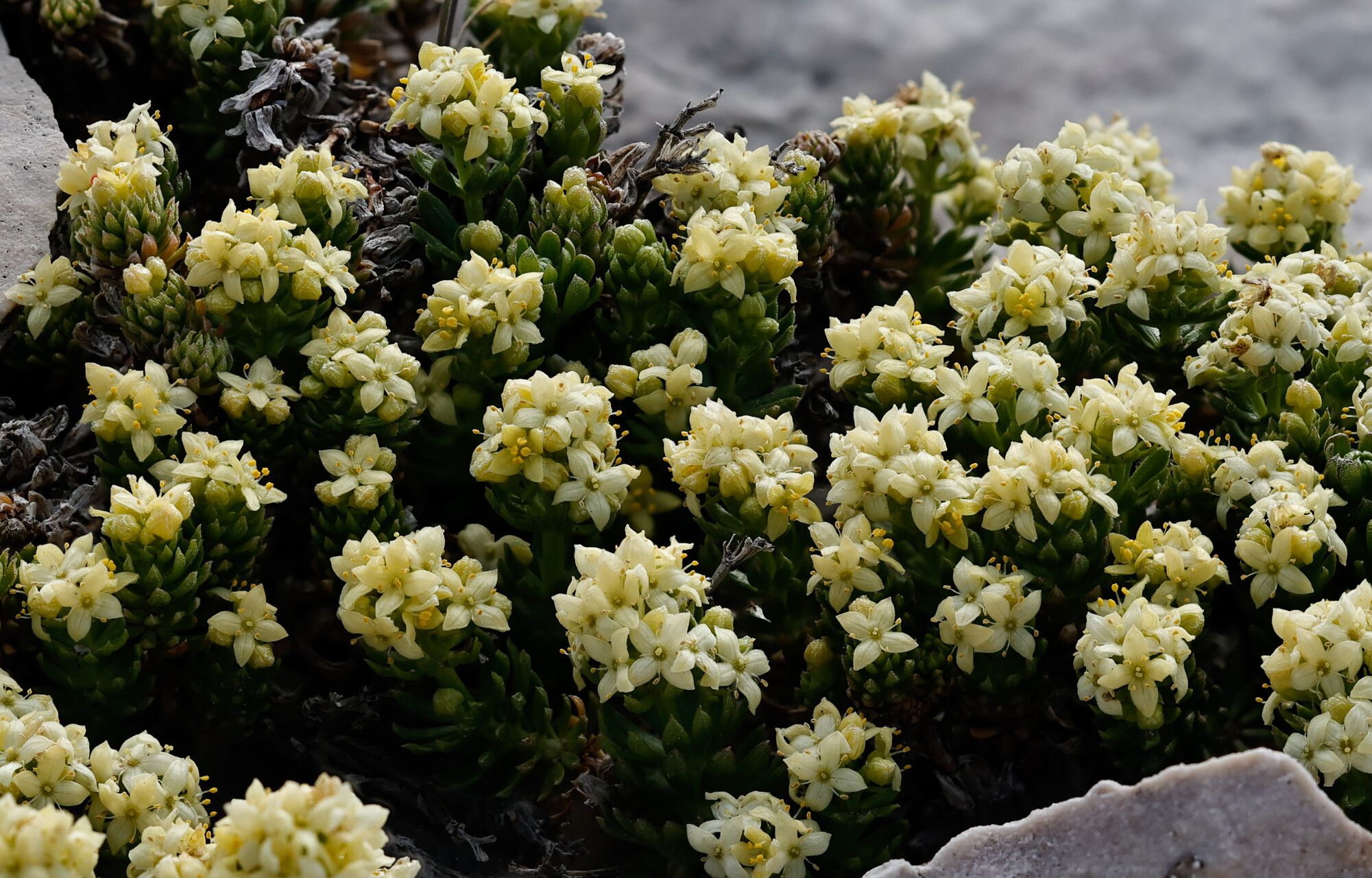 Galium magellense leaf