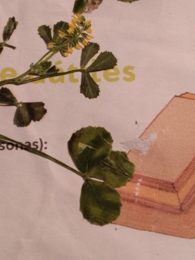 Melilotus elegans leaf