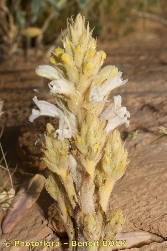 Phelipanche portoilicitana habit