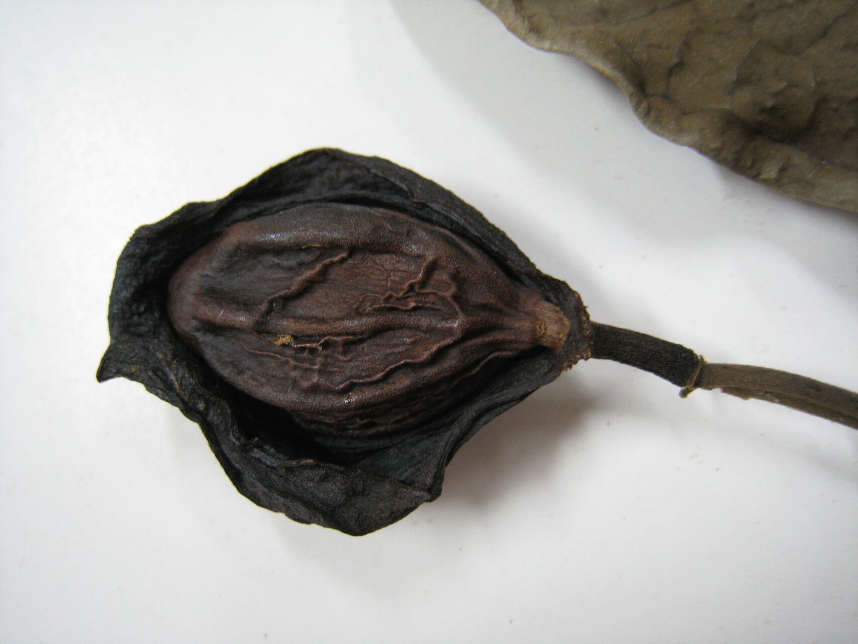 Hernandia guianensis other