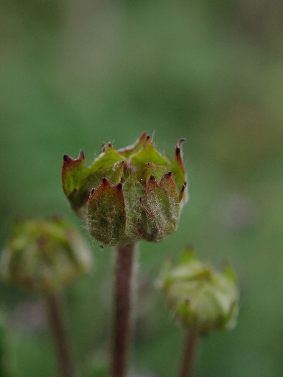 Argentina leuconota — houseplant care guide