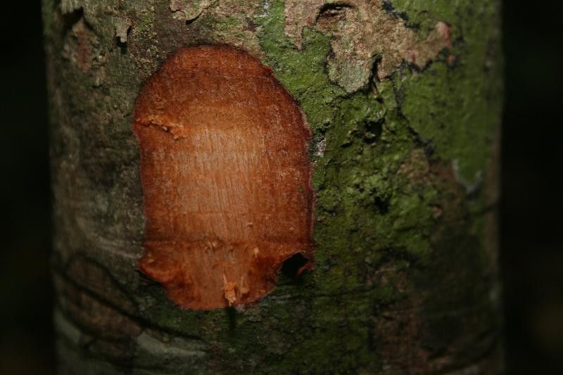 Eugenia tapacumensis other