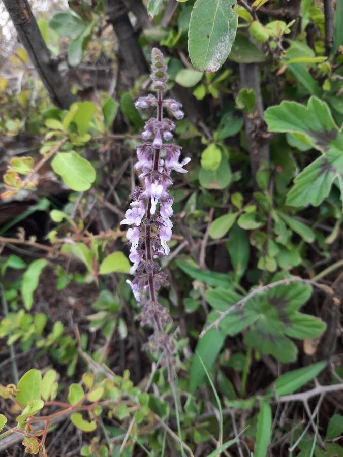 Orthosiphon rubicundus flower