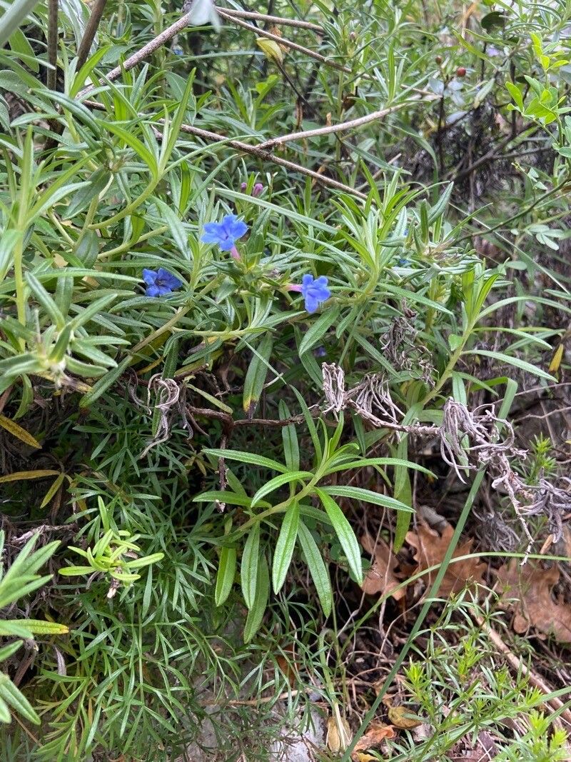 Lithodora rosmarinifolia habit